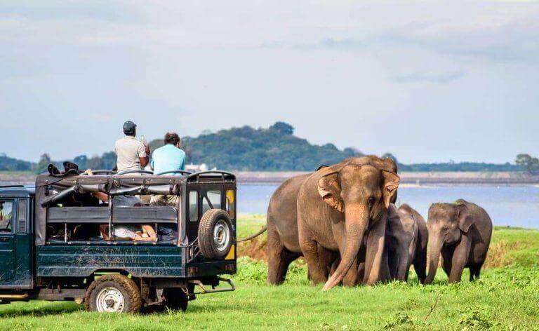 Minneriya National Park Where Sri Lanka’s Wild Elephants Gather