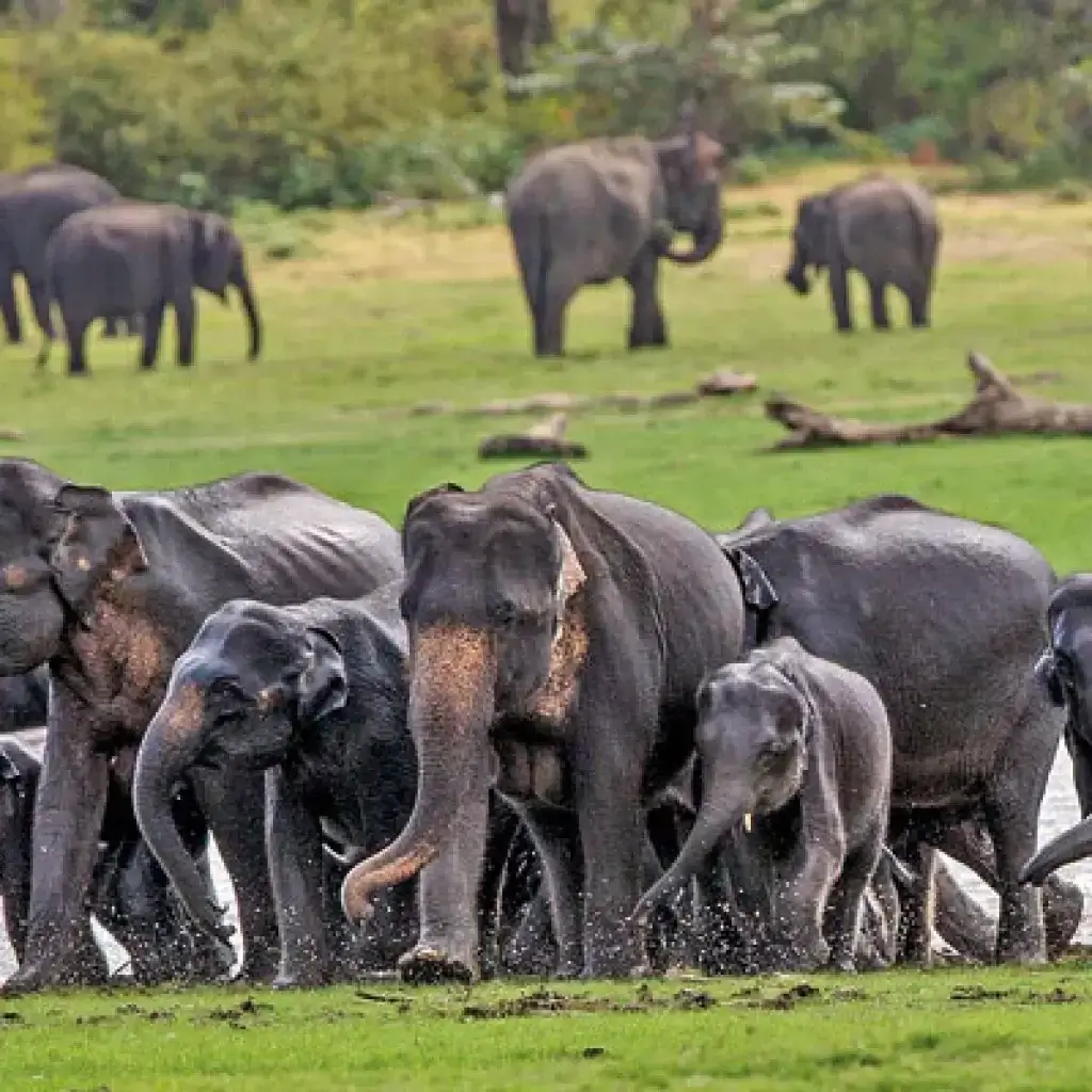 A large herd of elephants grazing together at Udawalawe National Park