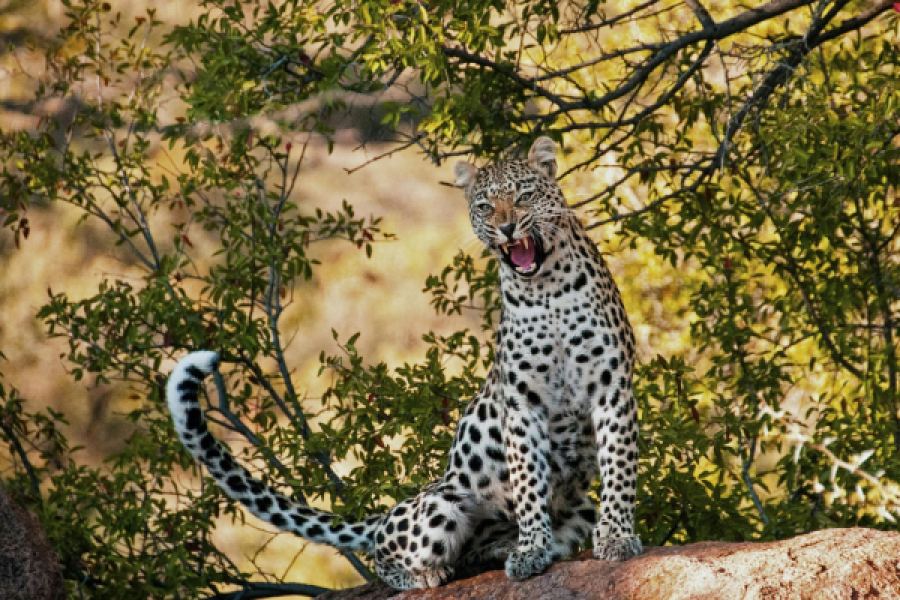 Yala Jeep Safari