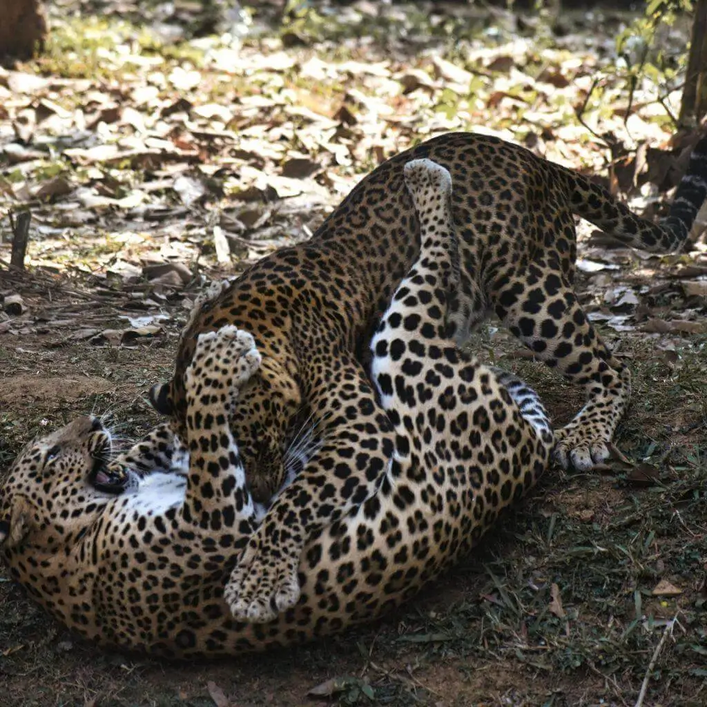 Two leopards wrestling on the forest floor in Yala National Park