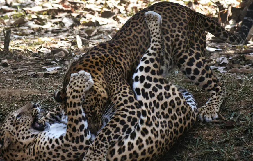 10-Day Adventure Tour of Sri Lanka