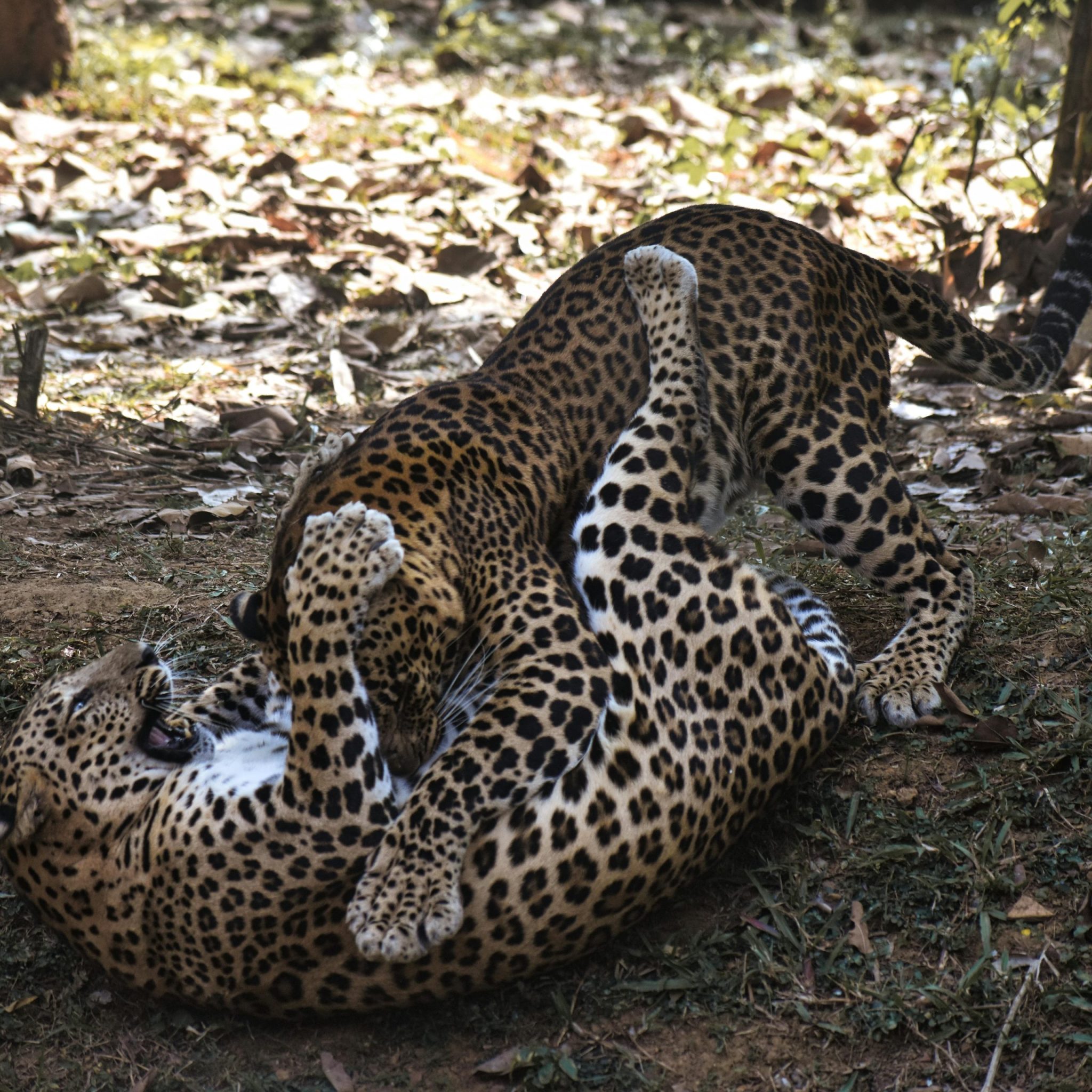 Day 11: Yala National Park Jeep Safari - Transfer to Mirissa 