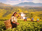 Experience the 04 Days Hill Breeze Tour