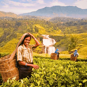 Experience the 04 Days Hill Breeze Tour