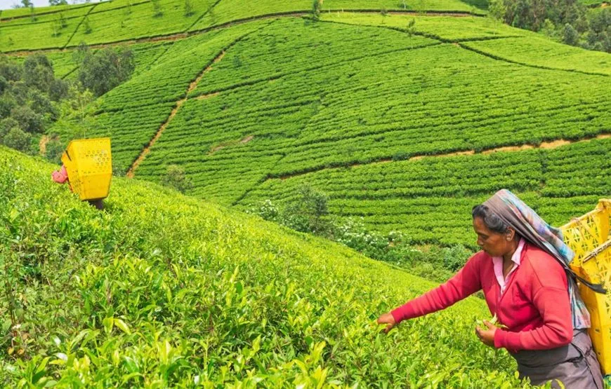 14-Day Sri Lanka Tour: Beaches, Heritage and Wildlife