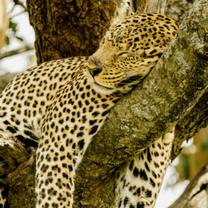 August Escapes with a Day Tour Operator Sri Lanka