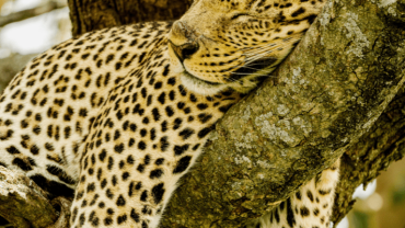 August Escapes with a Day Tour Operator Sri Lanka