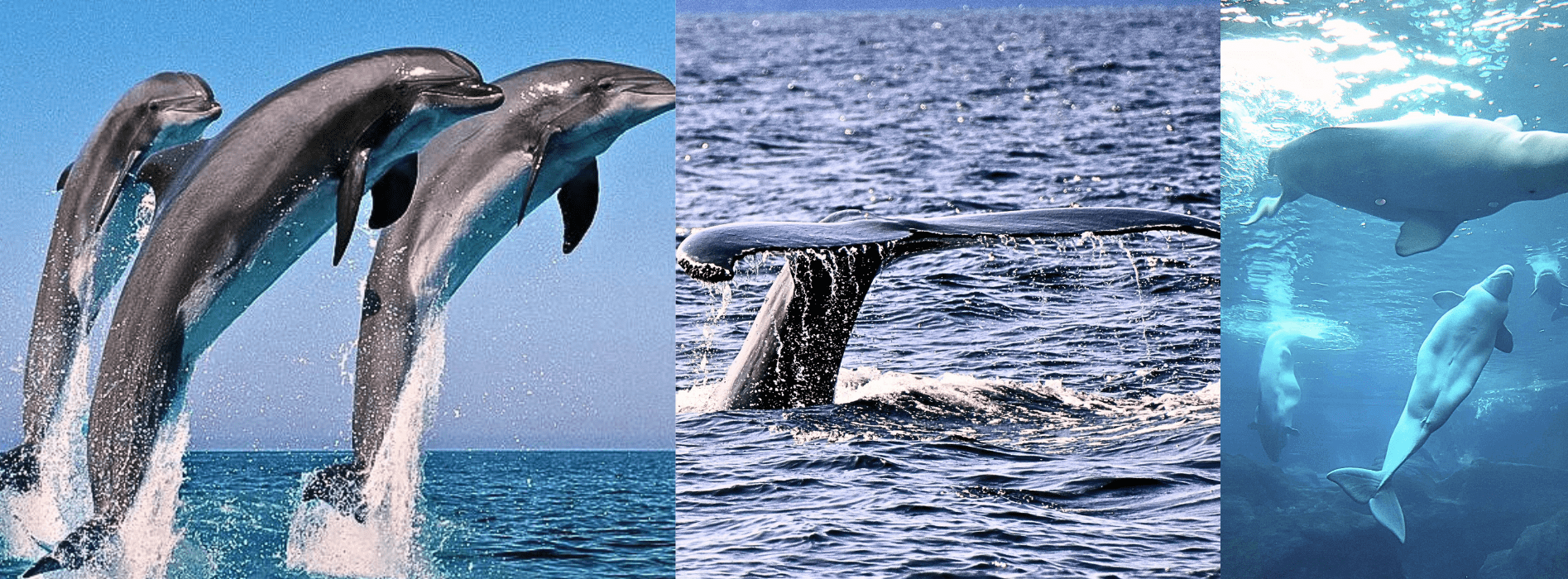 Whale Watching in Mirissa