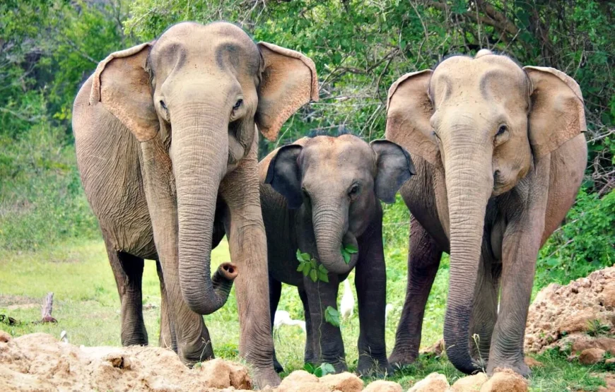 Pinnawala Elephant Orphanage Day Tour
