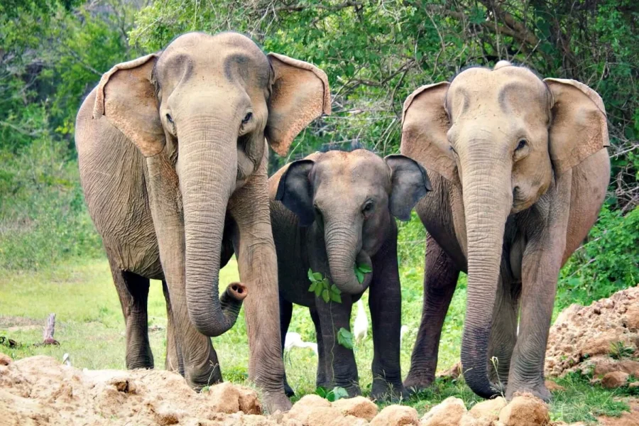 Pinnawala Elephant Orphanage Day Tour