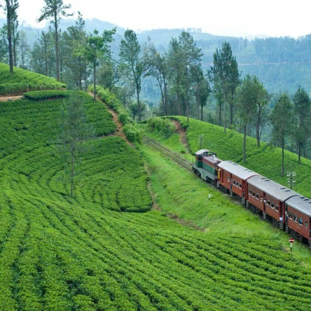 A red train winding through green tea country near Kandy