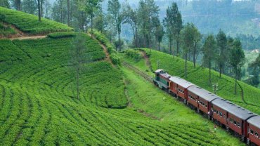 A red train winding through green tea country near Kandy