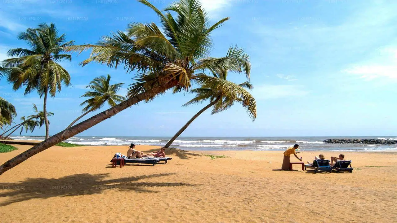 Palm trees on a beach in Sri Lanka