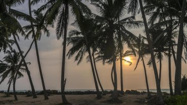 Palm trees against the setting sun on a beach