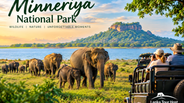 Wild elephants gathering at Minneriya Tank during dry season safari in Sri Lanka
