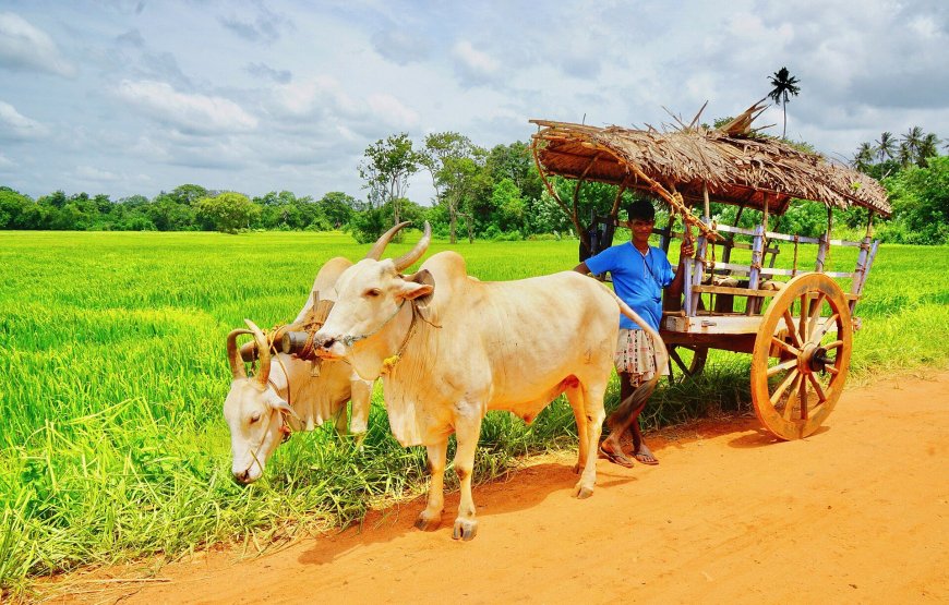 13-Day Cultural Tour of Sri Lanka – Classic Tour