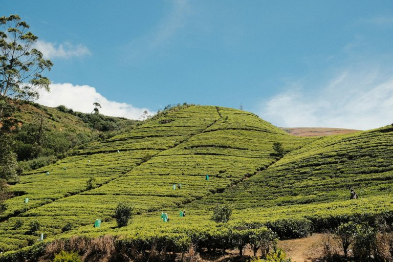 Video: Tea factory and plantation, Nuwara Eliya