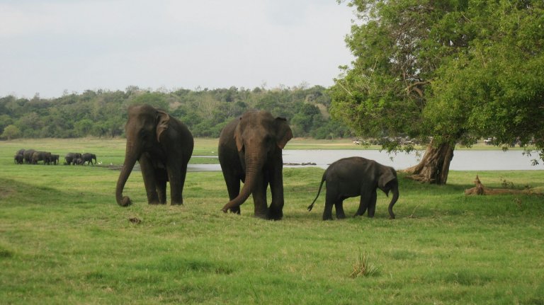 12-Day Wildlife Tour of Sri Lanka
