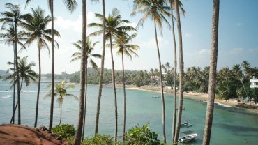 Palm trees and the bay at Mirissa seen from above