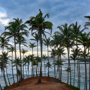 Palm trees on Coconut Tree Hill above the sea at Mirissa