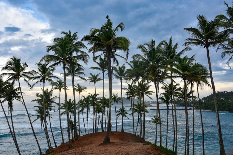 Palm trees on Coconut Tree Hill above the sea at Mirissa
