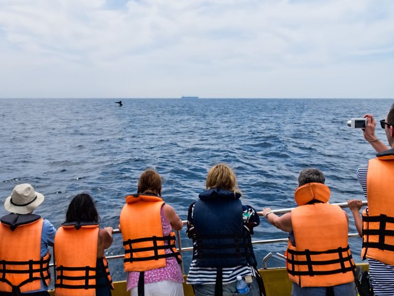 Day 15: Whale watching from Mirissa