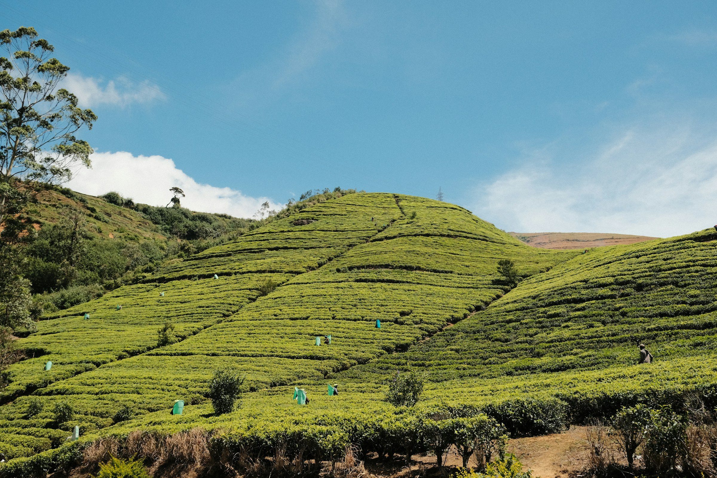 Green tea estate on rolling hills near Nuwara Eliya