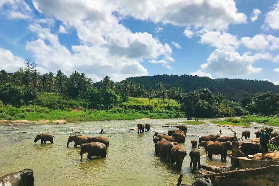 Elephants from the Pinnawala orphanage bathing in the river