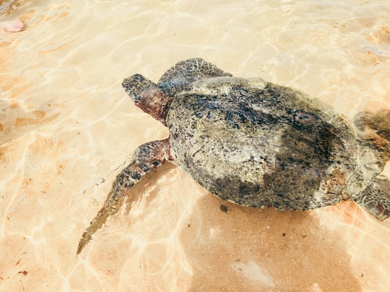 Turtle Hatchery