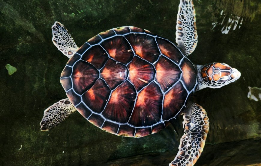10-Day Beach Tour of Sri Lanka