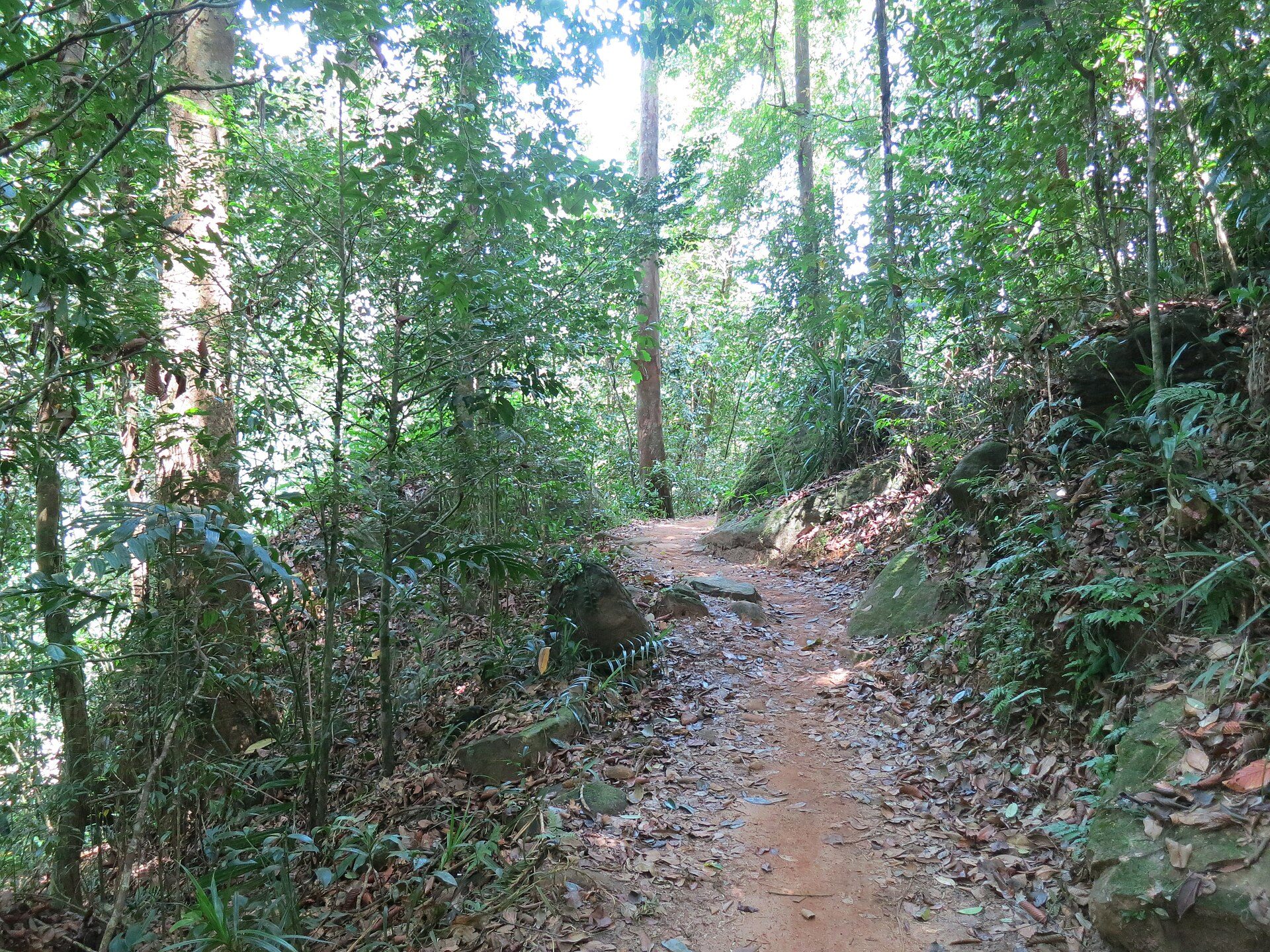 A walking trail under the dense green canopy of the Sinharaja rainforest