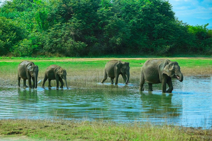 Wild elephants walking through water in Udawalawe National Park