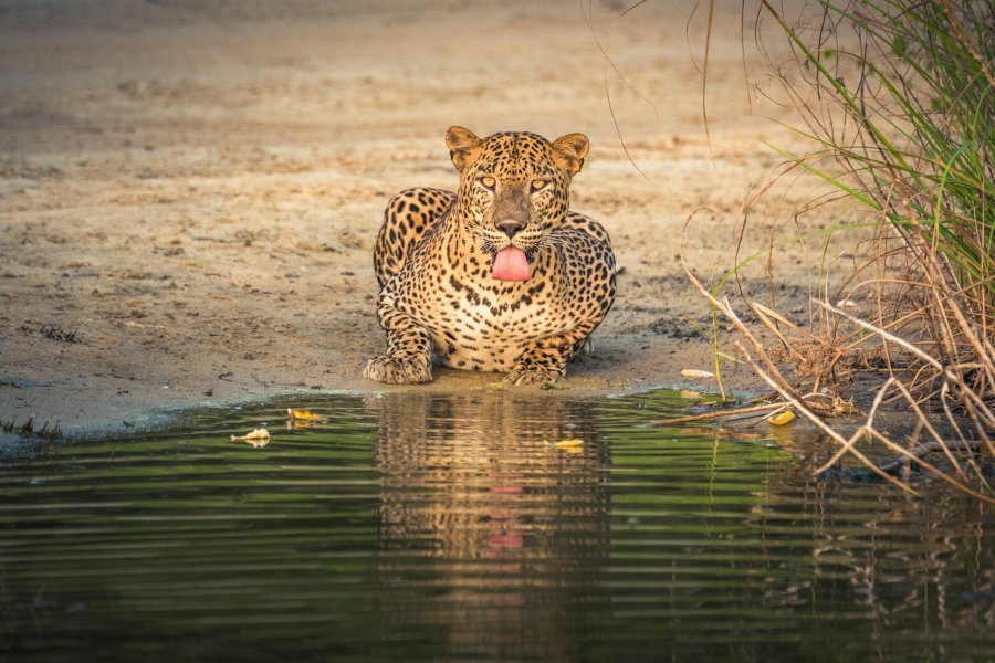 A leopard drinking at a waterhole in Wilpattu National Park