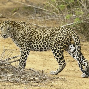 A Sri Lankan leopard walking in Yala National Park
