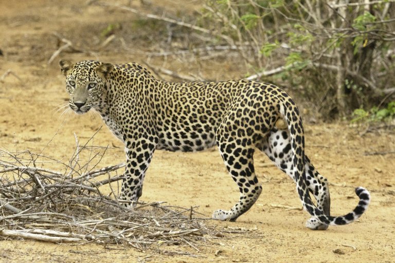 Yala National Park Day Tour from Colombo — Leopard Safaris & Wildlife
