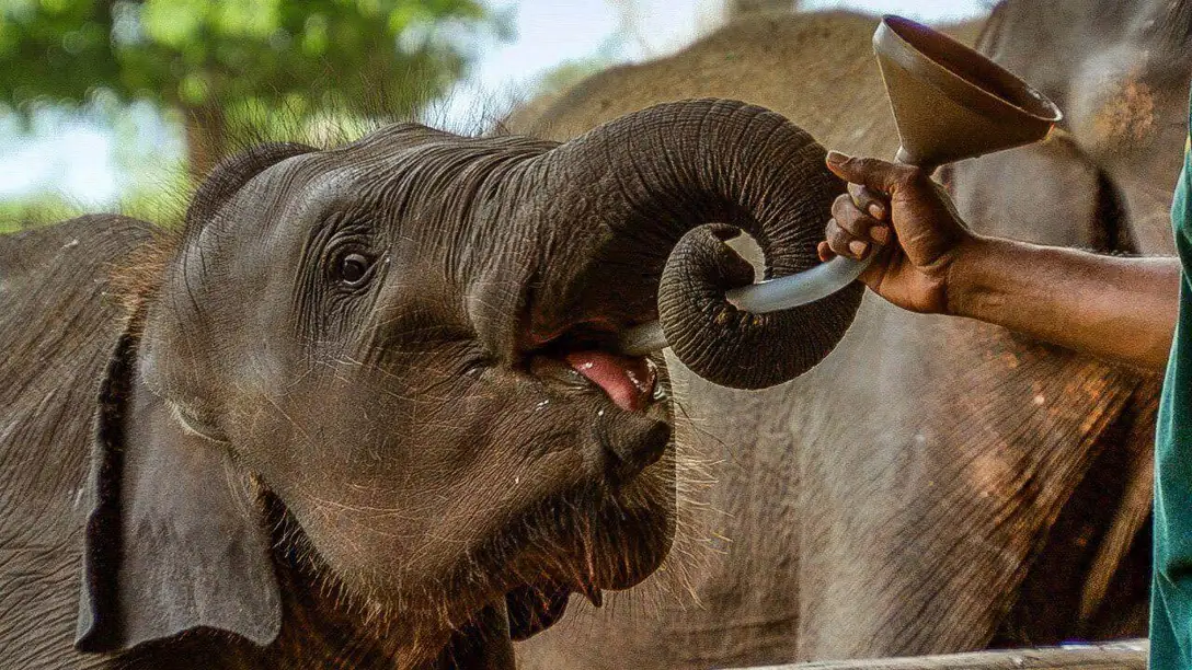 10:00 AM: Elephant Transit Home (ETH) 