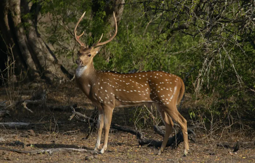Wilpattu National Park Day Tour