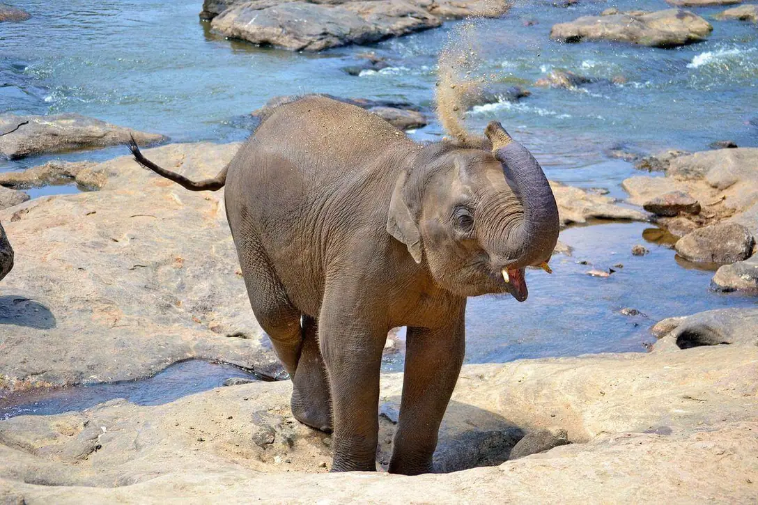 Pinnawala Elephant Orphanage 