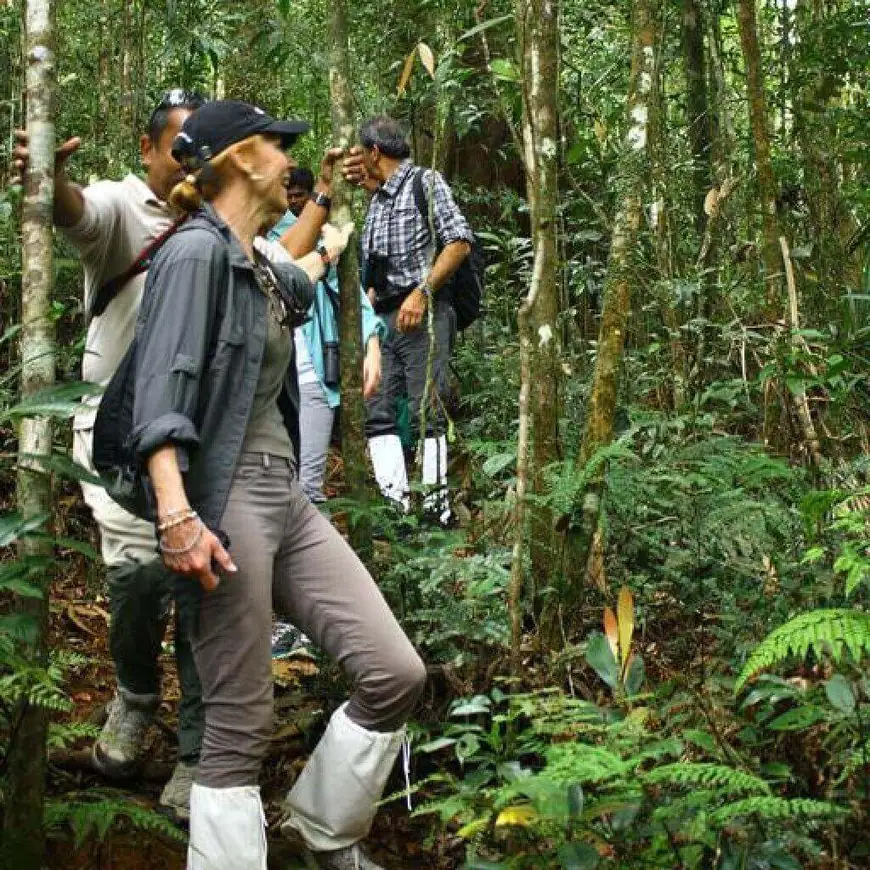 Hikers on a forest trail in Sinharaja rainforest