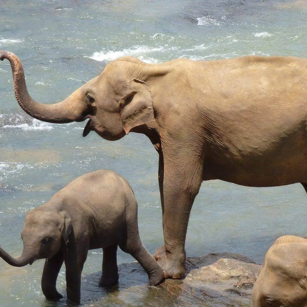 An elephant and her calf standing in a river