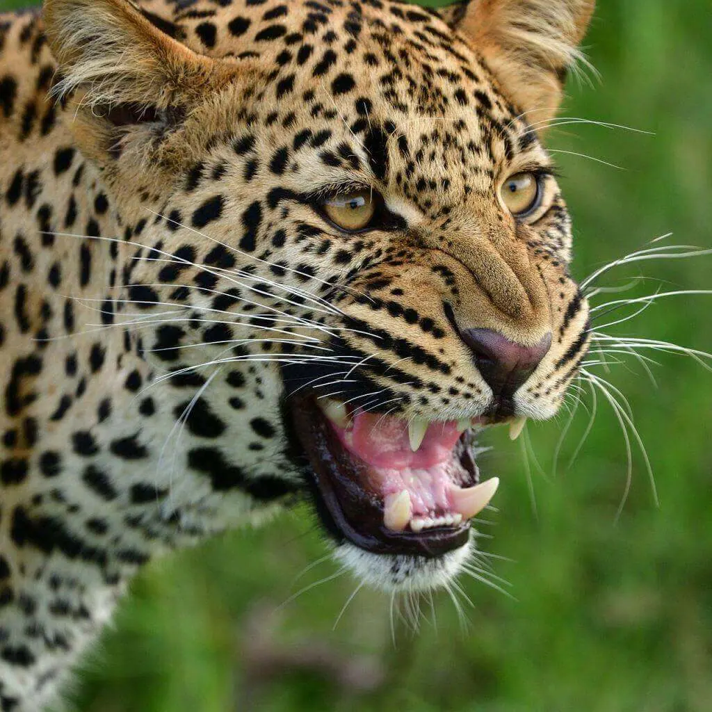Close-up of a leopard baring its teeth