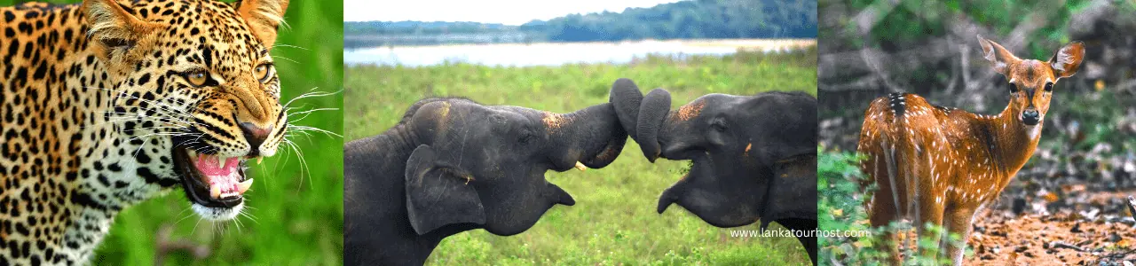 Wildlife Tours, Tour Packages