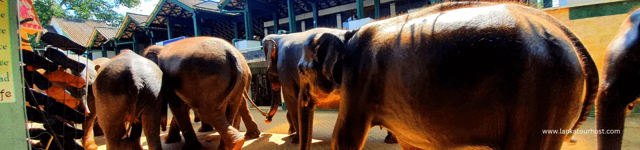 Elephants walking along a street in Sri Lanka