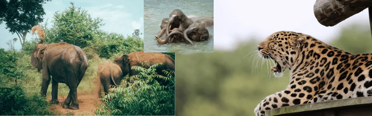 Embracing Wildlife Encounters