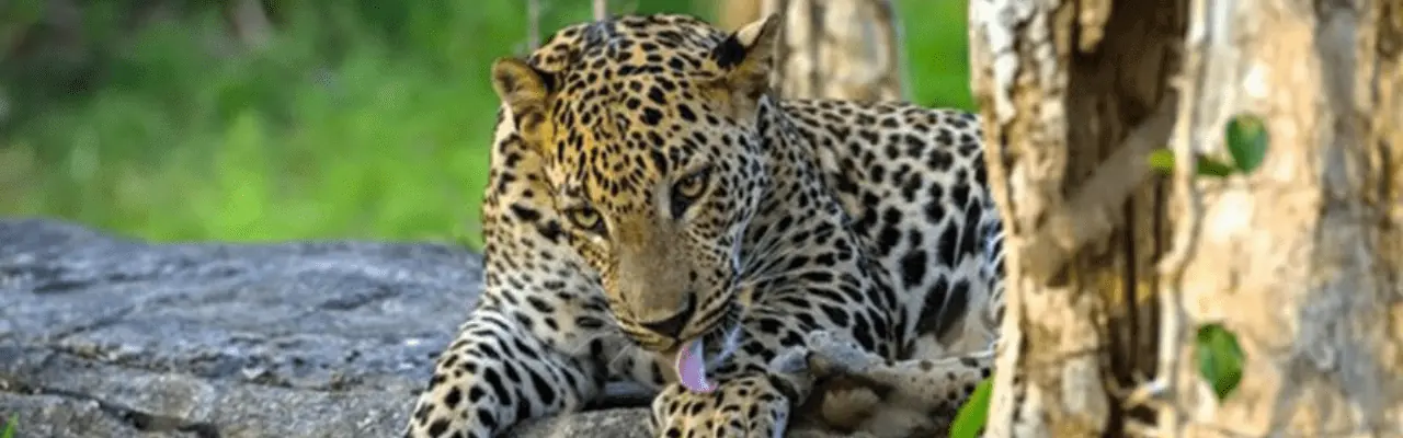 One Day Trips in Sri Lanka