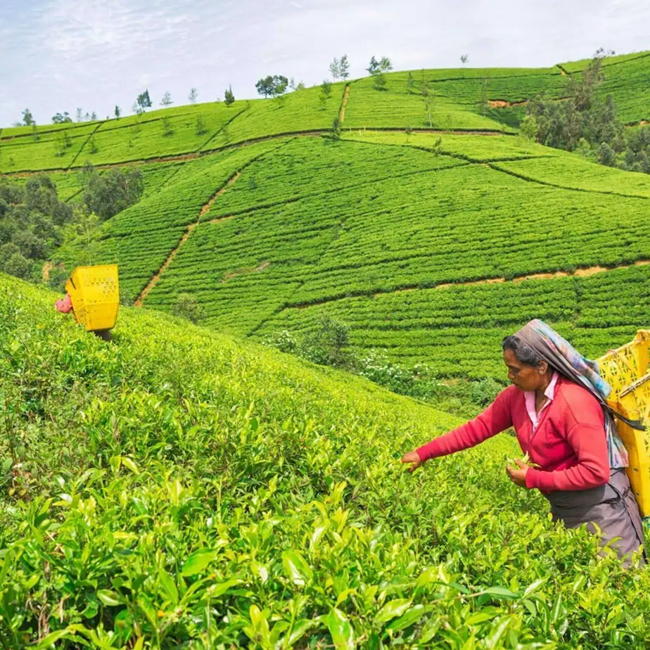 Day 7: Kandy City Tour and Visit to Temple of the Sacred Tooth Relic - Journey to Nuwara Eliya 