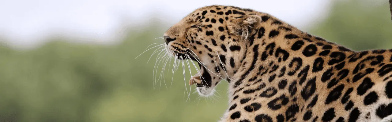 Tour Operator Sri Lanka - Your Ultimate Guide to a December Visit