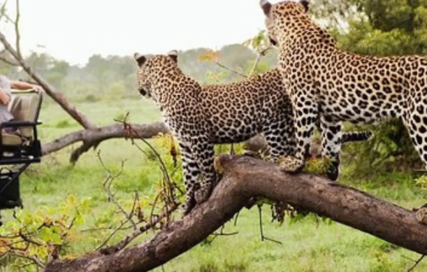 7 Days Trip to Sri Lanka