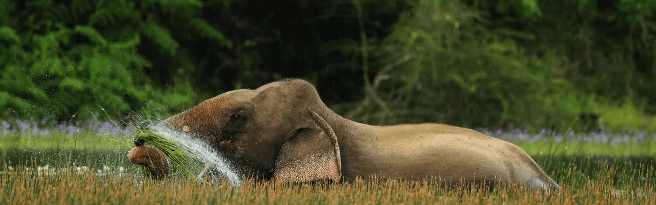 Elephant feeding in a national park in Sri Lanka