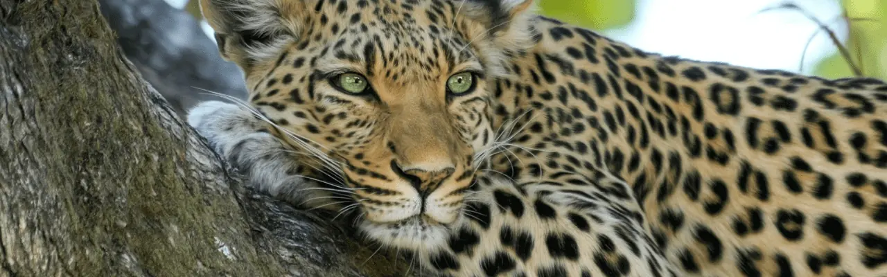 Wilpattu National Park